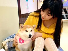 -逗柴咖啡屋·狗咖猫咖宠物桌游