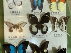 -蝴蝶泉公园