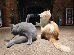 -more than meow吴止猫主题餐厅(承德 中船汇店)