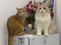 -屋虎猫馆(宝安大仟里店)