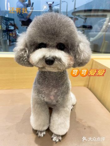 深圳狗狗美容｜宠物家服务️ 朱古力做完超可爱