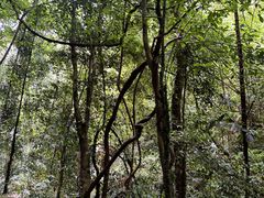 -莫里热带雨林景区