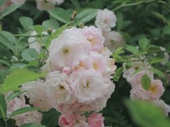 -贡湖湾湿地公园