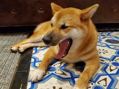 -more than meow吴止猫主题餐厅(承德 中船汇店)