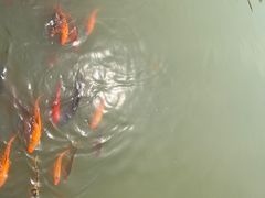 -中国扬子鳄村