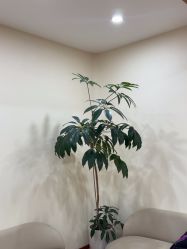 -HEYAN荷妍专业脱毛连锁机构