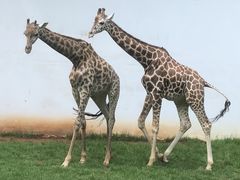 -昆明动物园