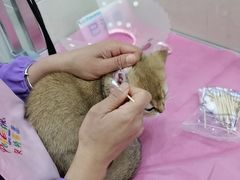 -北京观赏动物医院·24小时大型综合·猫专科·异宠专科