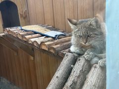 -青藏高原野生动物园