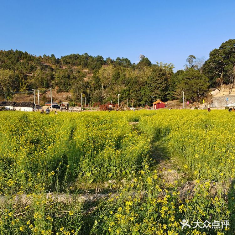 砂田镇的黄花村，油菜花海景点打卡。