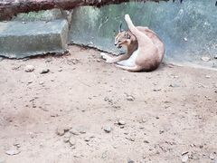 -清迈夜间动物园