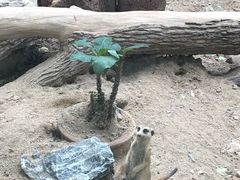-清迈夜间动物园