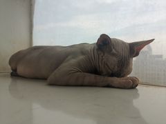 -共舞时光猫咖·狗咖(新街口店)