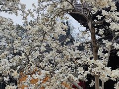 -灵谷景区