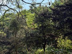 -南山植物园