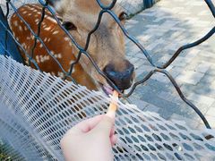 -长白岛森林公园