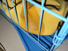 -桂林市花鸟市场