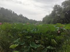 -青城公园