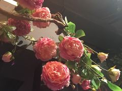 -靓蛙馆