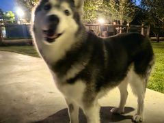 -爪吧宠物乐园 (温榆河示范区店)