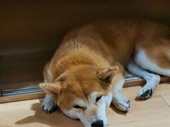 -是阿柴呀！柴犬咖啡·爱喵喵猫咖