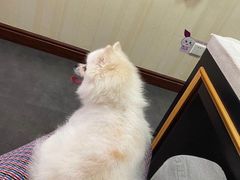 -宠爱国际动物医院· 猫科· 外科·中兽医(长白店)