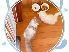 -momokira米努特·德文卷毛猫·棉花面纱犬