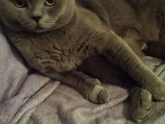 -瑞派天宁宠物医院·猫科·异宠中心