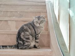 -Catmate·猫肥家润(金润铂宫店)
