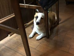 -The Cheebat 锌吧·Bistro(体育西店)