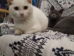 -平行世界·猫咖(首经贸店)
