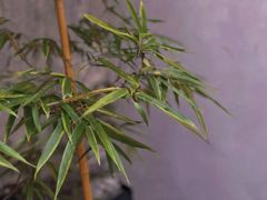 -月栖华明-云间草堂清茶馆(泗泾古镇店)
