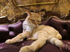 -more than meow吴止猫主题餐厅(承德 中船汇店)