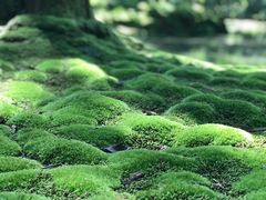 -西芳寺(苔寺)