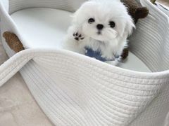 -帕帕拉兹宠物(亚洲旗舰店)