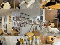 -楼上猫咖(罗湖店)