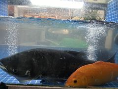 -全乐鱼馆·淳牌有机鱼直营店