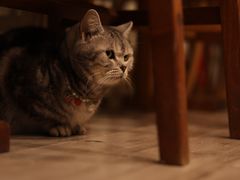 -海边的猫和咖啡馆