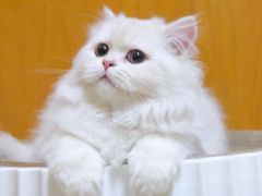 -喵zoo家庭繁育猫舍(尖东智能花园店)