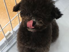 -读宠于你·约克夏比熊·睫角守宫·爬宠售卖(高新店)