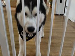 海参-Husky Go! 哈士奇体验馆·宠物咖啡厅狗咖