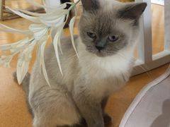 -糯米喵星人·撸猫猫舍咖啡馆(西市场嘉华店)