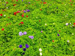 -上海鲜花港