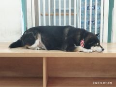 -是阿柴呀！柴犬咖啡·爱喵喵猫咖