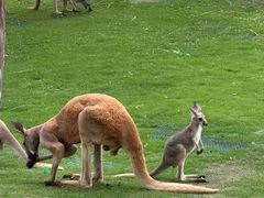 -西霞口神雕山野生动物世界