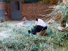 景点-成都大熊猫繁育研究基地