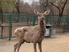 -秦皇岛野生动物园
