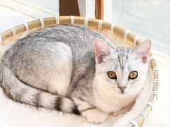 -共舞时光猫咖·狗咖(新街口店)