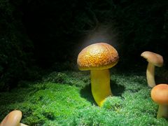 -芸山季·云南野生菌火锅(宝能环球汇店)