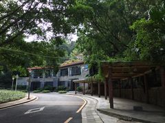 -银湖山郊野公园-相思林